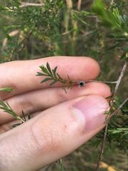 Kunzea ambigua