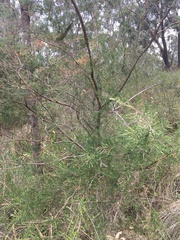 Kunzea ambigua