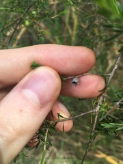 Kunzea ambigua