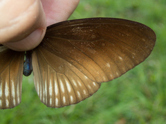 Euploea eyndhovii