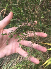 Kunzea ambigua