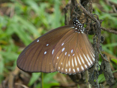 Euploea eyndhovii