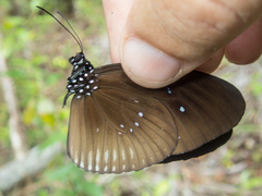 Euploea eyndhovii