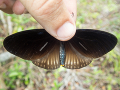 Euploea eyndhovii