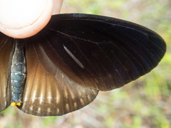 Euploea eyndhovii