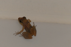 Eleutherodactylus coqui