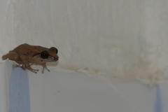Eleutherodactylus coqui
