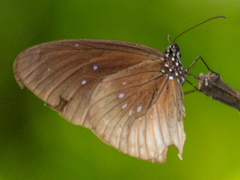 Euploea eyndhovii