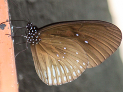 Euploea eyndhovii