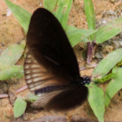Euploea eyndhovii