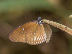 Euploea eyndhovii