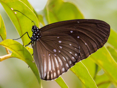 Euploea eyndhovii
