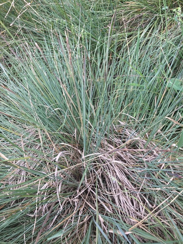 Image of Paspalum quadrifarium by (c) Thomas Mesaglio, some rights reserved (CC BY)
