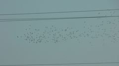 Pelecanus erythrorhynchos