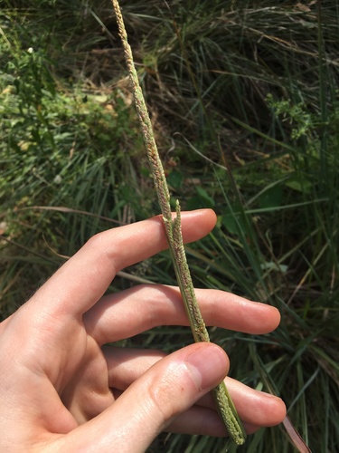 Image of Paspalum quadrifarium by (c) Thomas Mesaglio, some rights reserved (CC BY)