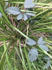 Rubus grabowskii