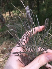 Melaleuca linearis acerosa