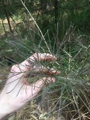 Melaleuca linearis acerosa