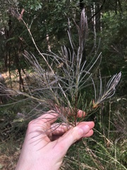 Melaleuca linearis acerosa