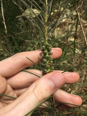 Melaleuca linearis acerosa