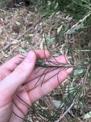 Melaleuca linearis acerosa