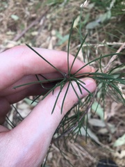 Melaleuca linearis acerosa