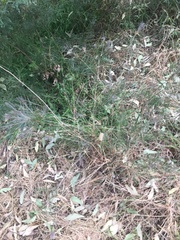 Melaleuca linearis acerosa