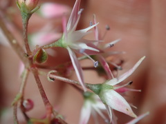 Crassula multicava