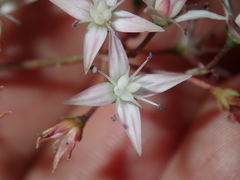 Crassula multicava