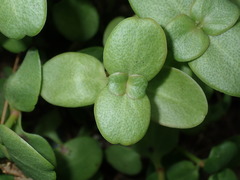 Crassula multicava