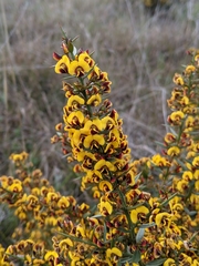 Daviesia sejugata