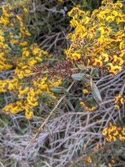 Daviesia sejugata