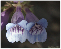 Penstemon speciosus