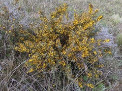 Daviesia sejugata