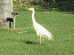 Ardea intermedia plumifera