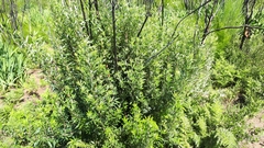 Searsia tomentosa