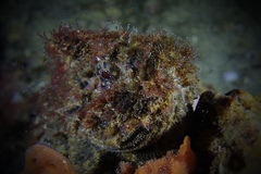 Aploactisoma milesii