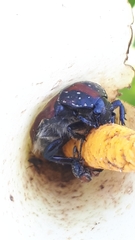 Trichostetha capensis hottentotta