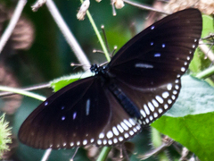 Euploea midamus chloe
