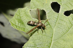 Pseudosphex melanogen