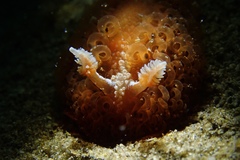 Madrella ferruginosa