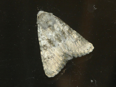 Polymixis dubia