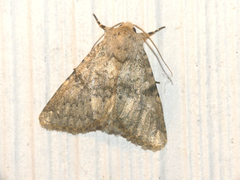Polymixis dubia