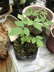 Cleome rutidosperma