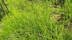 Isolepis prolifera