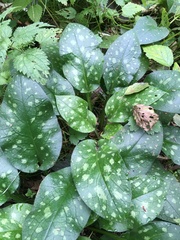 Pulmonaria saccharata