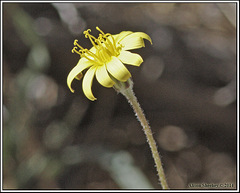 Agoseris parviflora