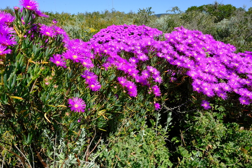 Lampranthus stipulaceus