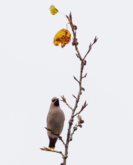 Bombycilla garrulus