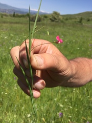 Lathyrus nissolia